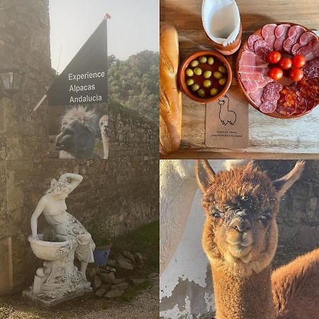 コルドバExperience Alpacas In Andaluciaアパートメント エクステリア 写真