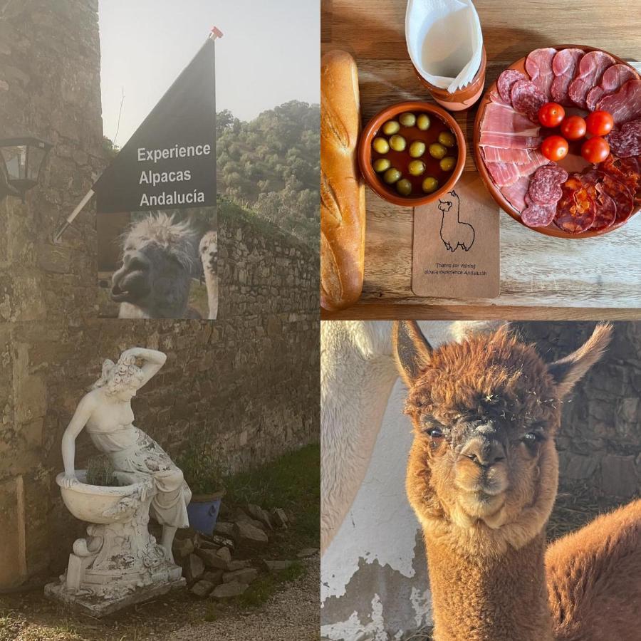 コルドバExperience Alpacas In Andaluciaアパートメント エクステリア 写真