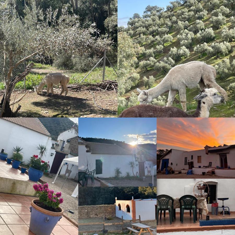 コルドバExperience Alpacas In Andaluciaアパートメント エクステリア 写真