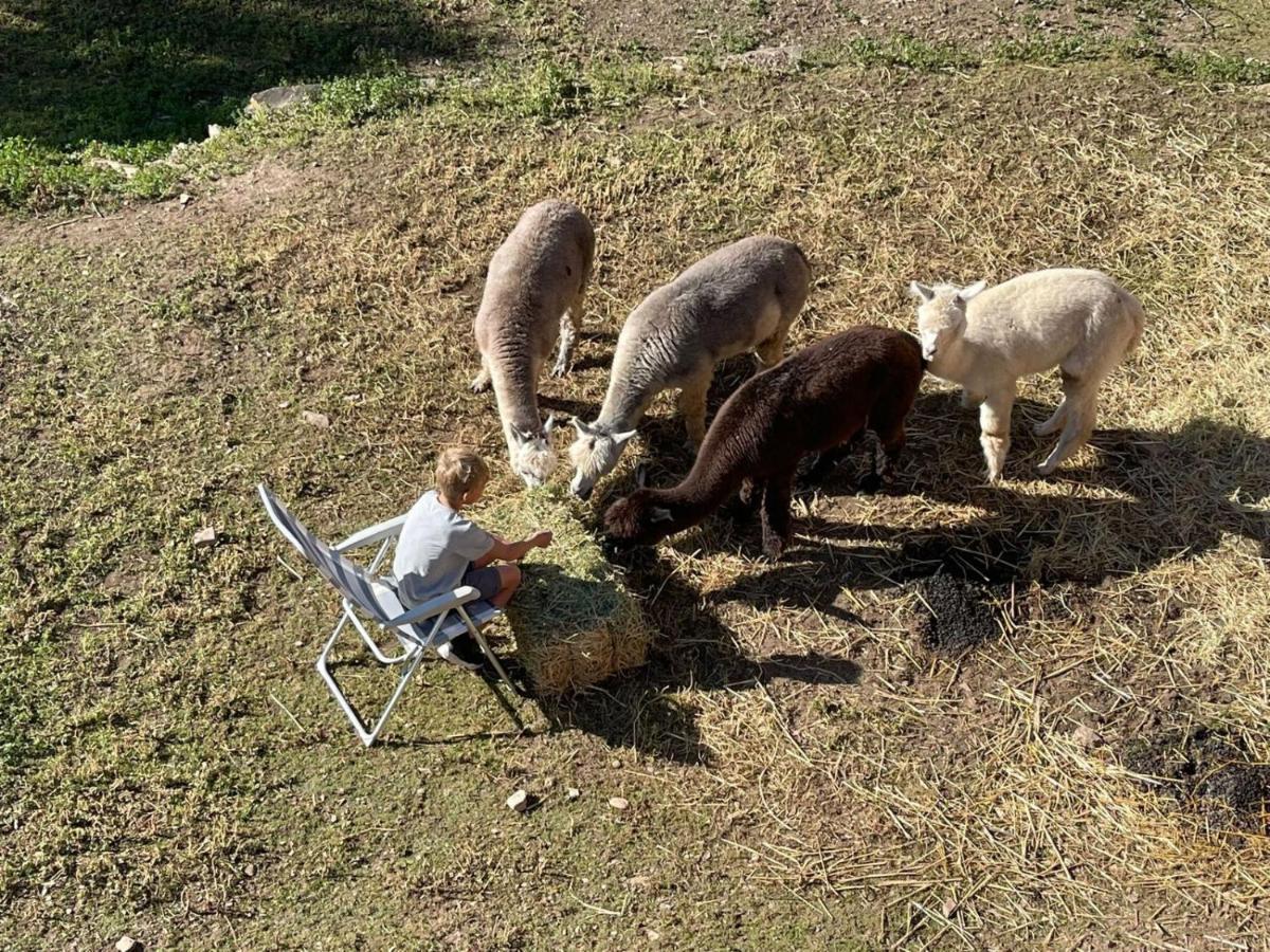 コルドバExperience Alpacas In Andaluciaアパートメント エクステリア 写真