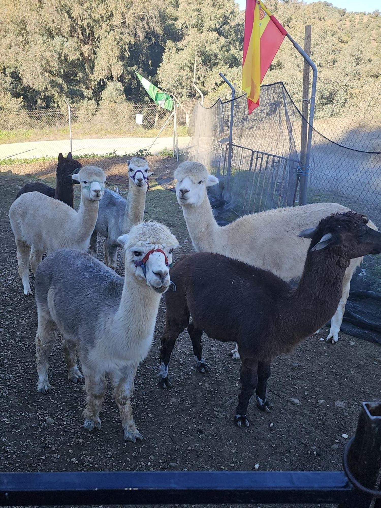 コルドバExperience Alpacas In Andaluciaアパートメント 部屋 写真